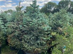 Blue Spruce Trees 