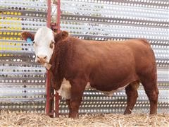 HUTTONS C282 THORN SR 309 Polled Hereford Bull 