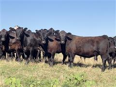 67) Blk Angus - Sim-Angus Heifer Calves (825 Lbs.) (BID PER LBS) 