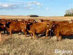 13) Reg. Red Angus 2nd Calving Heifers (BID PER HEAD) 