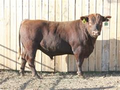 LTH Longmire 053K Red Angus Bull 