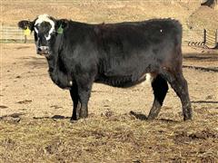 11) AI/Bull Bred Heifers (BID PER HEAD) 