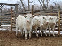Reg. Charolais Yearling Replacement Heifer Calves (BID PER HEAD) 