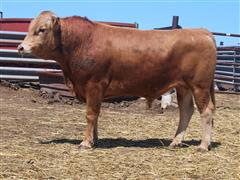 MELLOTT RANCH J4751(2 Year Old/Heifer Bull) 