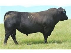 Reg Angus Semen (BID PER UNIT) 