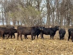 BLK Spring Bred Cows (April Calving) (BID PER HEAD) 