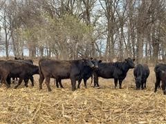 BLK Spring Bred Cows (May Calving) (BID PER HEAD) 