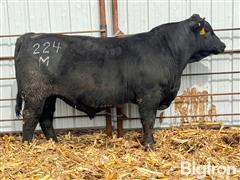 Lot 23) WJE Confidence Plus 224M (1/2 SM) 