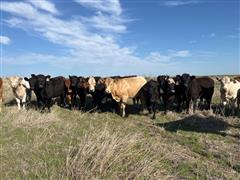 45) Blk, Red, And Char Feeder Heifers (BID PER LB) 