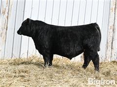 LOT 27 - Rawhide 414M (Angus) 