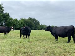 5) Blk/Bwf 3-5 YO Bred Cows (BID PER HEAD) 