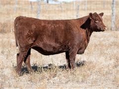 Reg. Red Angus Bred Heifer 