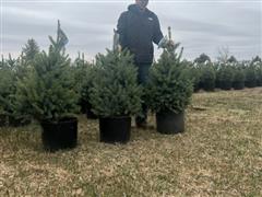 Blue Spruce Trees 