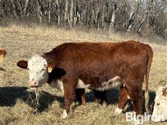 3) Reg. Hereford 1st Calf Heifer Pairs (BID PER PAIR) 