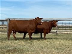 2) Reg. Red Angus 5-6 YO Fall Bred Cows (BID PER HEAD) 