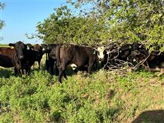 10) Blk & Blk Baldy Short Solid Bred Cows (BID PER HEAD) 