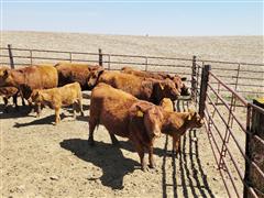 5) Red Angus 1st Calf Pairs (BID PER PAIR) 