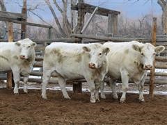 Reg. Charolais Coming 6 YO Bred Cows (BID PER HEAD) 