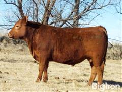 LOT 08 FLATIRON PRIVETE STOCK 472 Red Angus Bull 