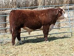 KJM R WARRIOR 348J (2 YO Hereford) 