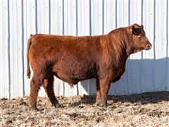 Atomic 32L (Red Angus) 