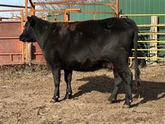 2) Blk Reg. Red Angus (3rd & 4th Calver) (BID PER HEAD) 