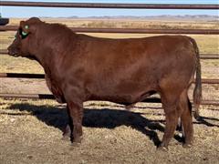 LTH Celebration 072K Red Angus Bull 