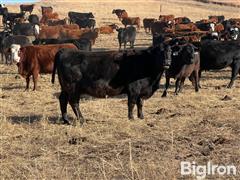 40) Black Angus Mature 8-10 YO Bred Cows (BID PER HEAD) 