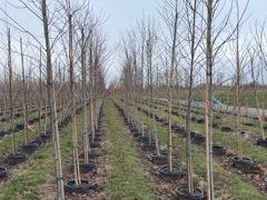 Autumn Blaze Maple Trees 