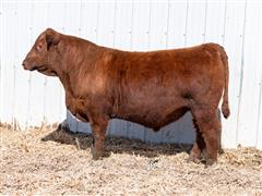 Atomic 39L (Red Angus) 