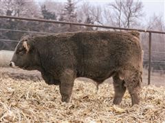 CPSF Mr. BO BROWN62 (Yearling Braunvieh Bull) 