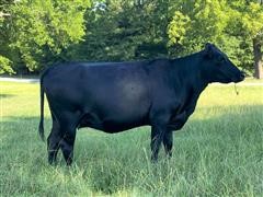 3) Reg. 3 YO Fall Bred Cows(102G - 105G - 106G) (BID PER HEAD) 