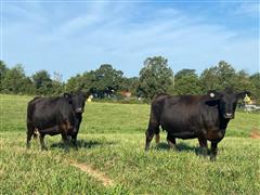 6) 6-8 YO Blk/Red Fall Bred Cows (Sept-Nov Calving) (BID PER HEAD) 