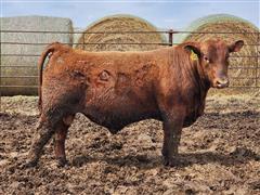 Atomic 310L (Red Angus) 