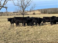 10) Bull Bred Sim/Angus Heifers (BID PER HEAD) 