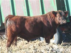 SPIKE 508 Red Angus 2YO Bull 