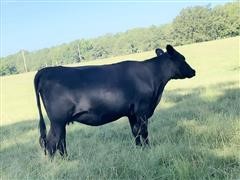 2) Reg. 4 YO Fall Bred Cows (009F - 021F) (BID PER HEAD) 