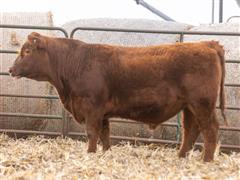 AC Firestorm (Red Angus) 