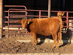 3) Registered Red Angus Bred Cows (BID PER HEAD) 