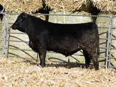 Steffview Patriarch L31110 (PB Angus) 