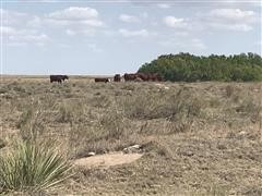 Cattle on grass-3.jpg