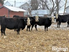 10) 3 YO Black Baldie Bred Cows (BID HER HEAD) 