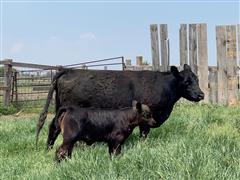 1) Reg Aberdeen Lowline 1st Calf Heifer Pair (311H) 