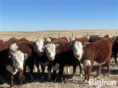 12) Hereford Bred Heifers AI'd To Bieber BlueChip (BID PER HEAD) 