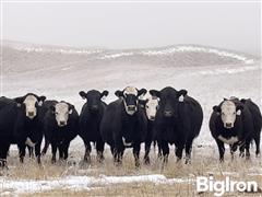 10) Angus & Angus/Hereford F1 Bred Heifers (BID PER HEAD) 