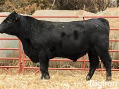 CF Juneau 643 17004 23141 2 YO Angus Bull 