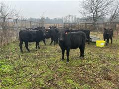 10) Open Replacement Pharo Influence Heifers (BID PER HEAD) 