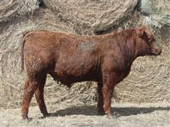 LTH SILVER 037K Red Angus Bull 