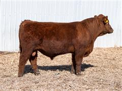 Atomic 34L (Red Angus) 