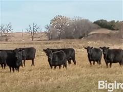 10) Blk Angus Mature Bred Cows (BID PER HEAD) 